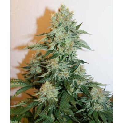 Anesthesia - Alchimia