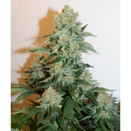 Anesthesia - Alchimia