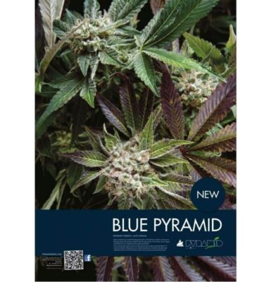 Auto Blue Pyramid - Alchimia
