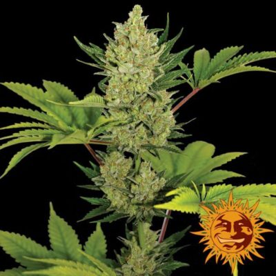 Auto Blueberry Cheese - Alchimia