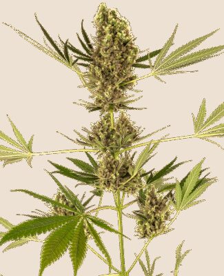Auto CBD Alpine Delight aka Sensi 41 - Alchimia