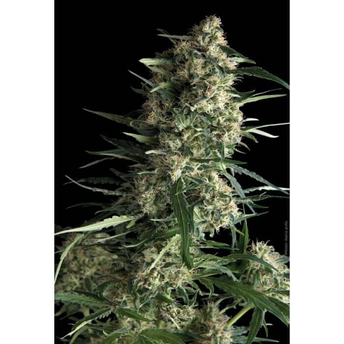 Auto Galaxy - Alchimia