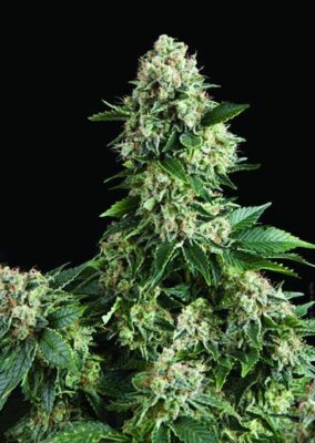 Auto New York City - Alchimia