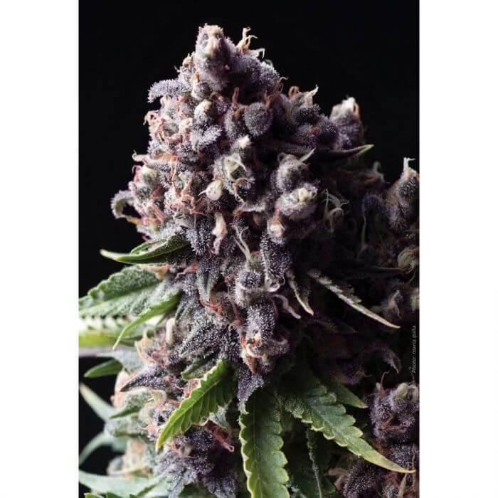 Auto Purple - Alchimia