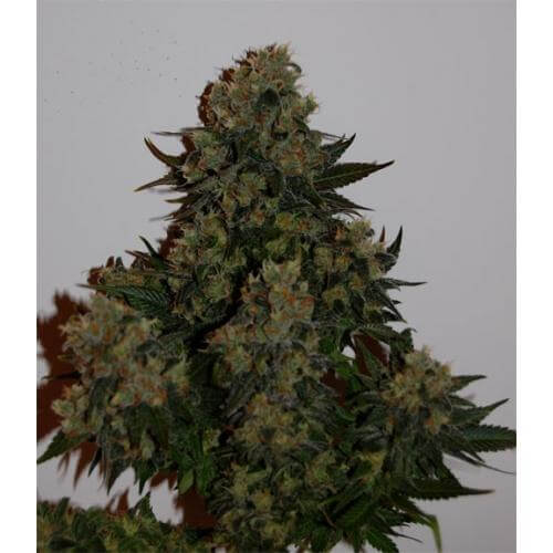 Auto Tutankhamon - Alchimia