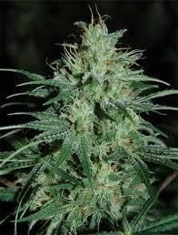 Auto Wembley - Alchimia