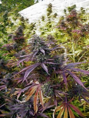 Biddy Early - Alchimia