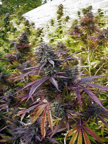 Biddy Early - Alchimia