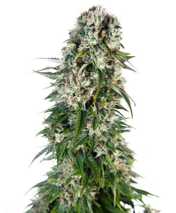 Big Bud Auto - Alchimia