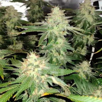 Blackberry Moonstones von Blimburn Seeds - Alchimia