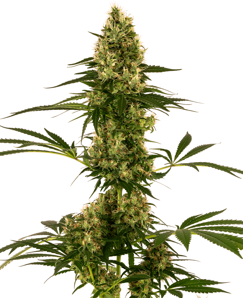 Blue Bullet Auto aka Sensi 119 - Alchimia