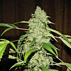 Bubble Gum - Regular - Alchimia