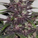 Buddha Purple Kush Auto