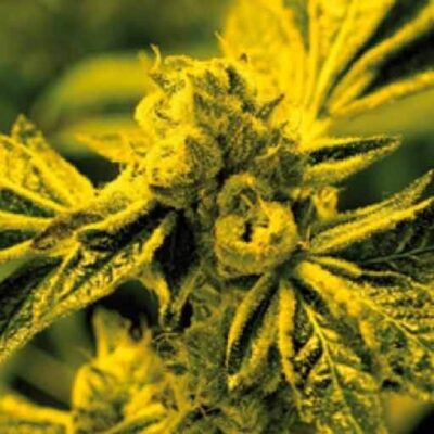 Cafe Racer - Alchimia