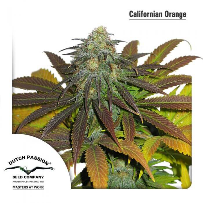 California Orange - Alchimia