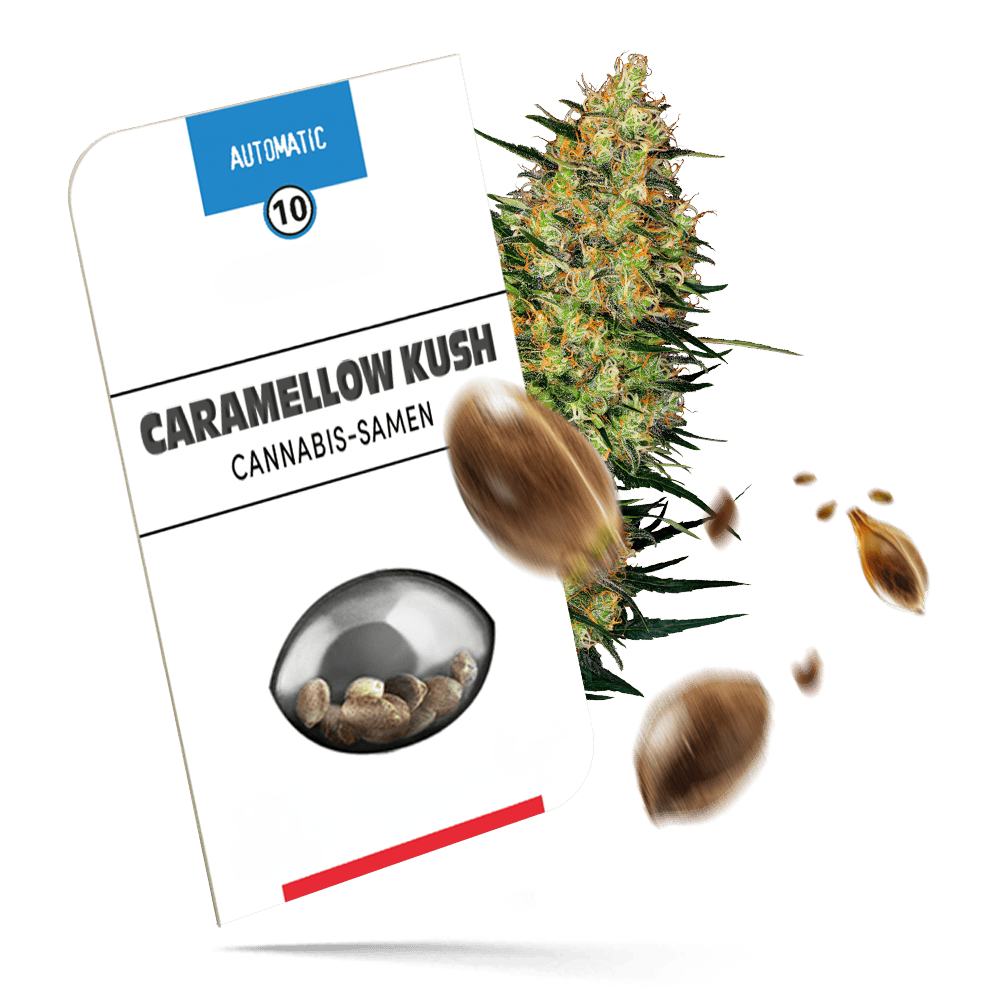 Caramellow Kush Samen - Autoflower - Sensi Seeds