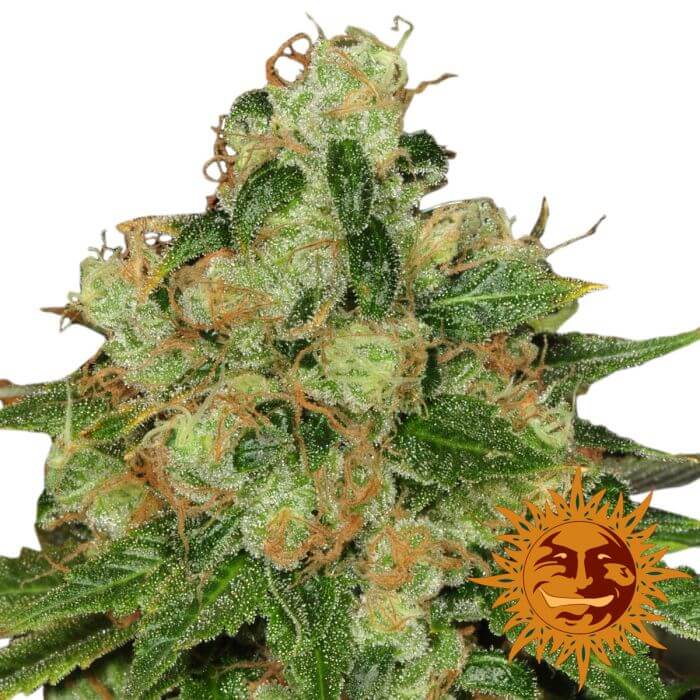 CBD Caramel - Regular - Alchimia