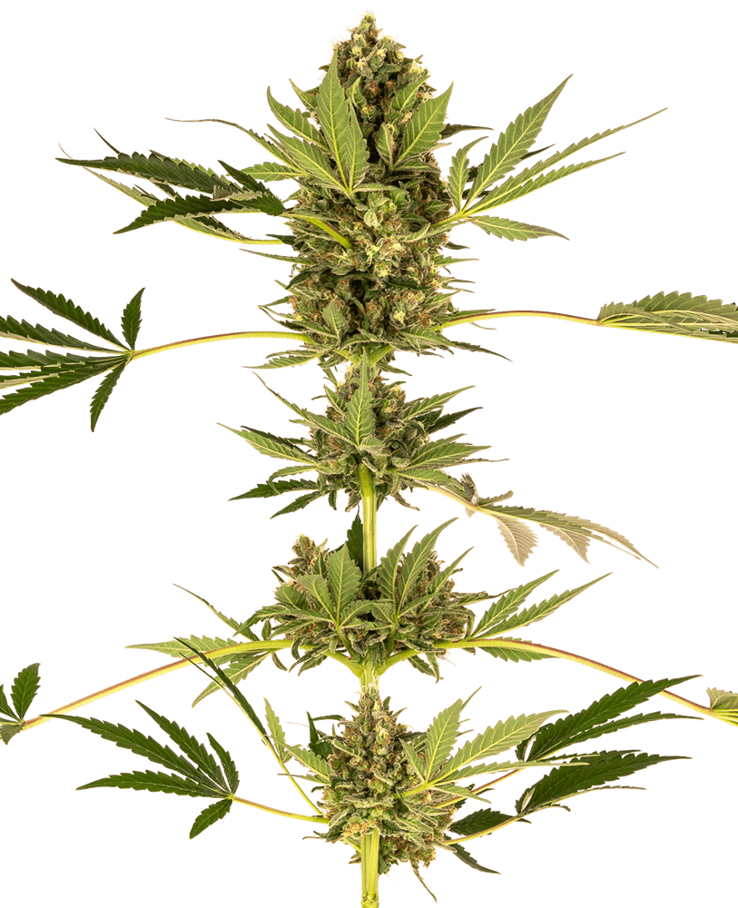 CBD Himalayan aka Sensi 49 CBD - Alchimia