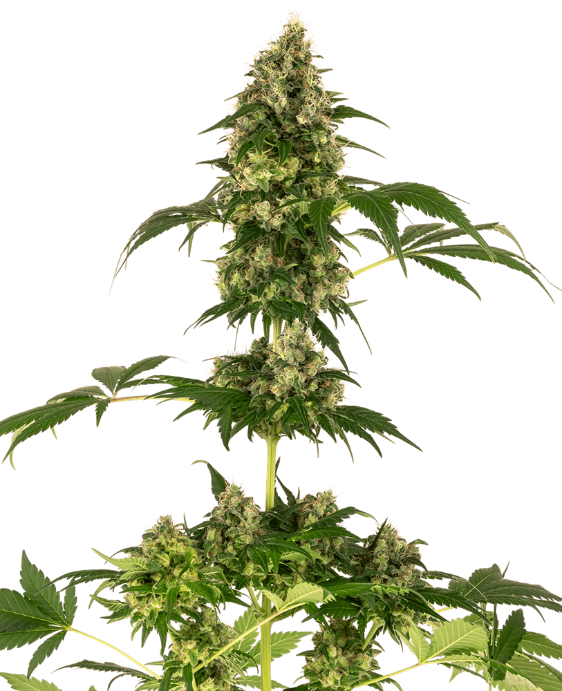 Cobalt Haze aka Sensi 11 - Alchimia