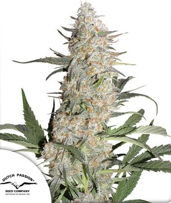 Critical Orange Punch - Alchimia