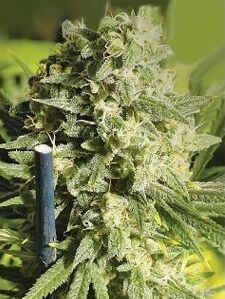 Double Dutch - Alchimia