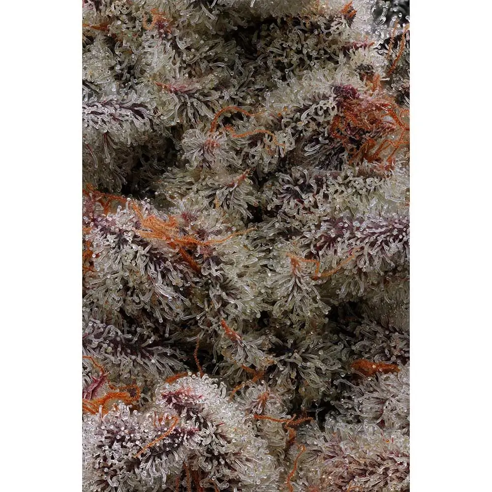 El Valle Haze - Alchimia