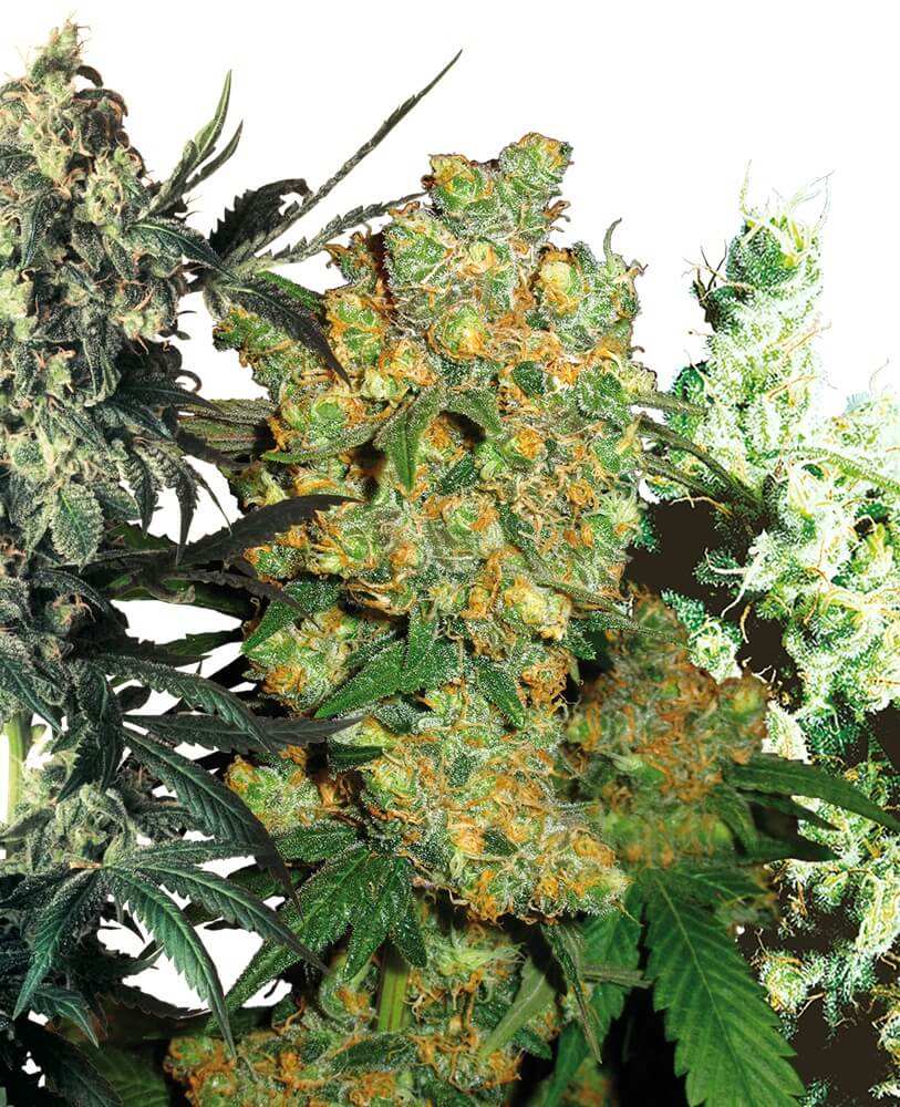 Feminized Mix - Sensi Seeds 20 Samen - Alchimia