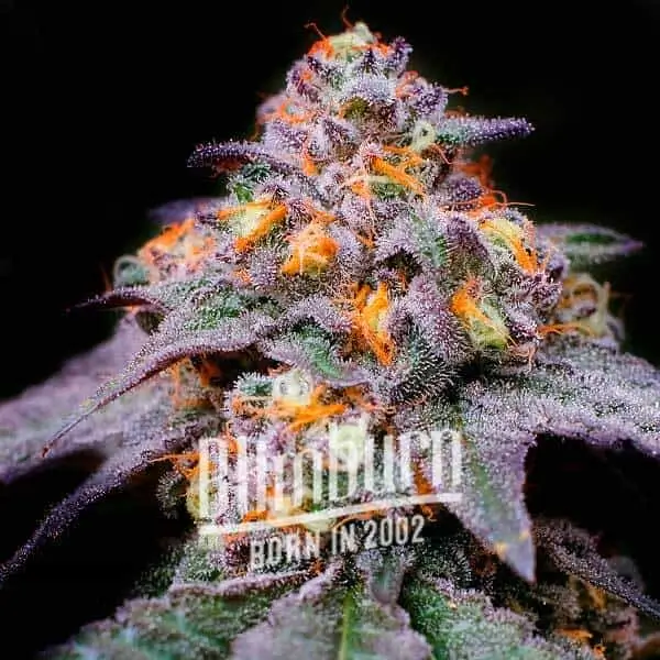 Florida Sunrise - Alchimia