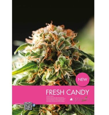 Fresh Candy - Alchimia
