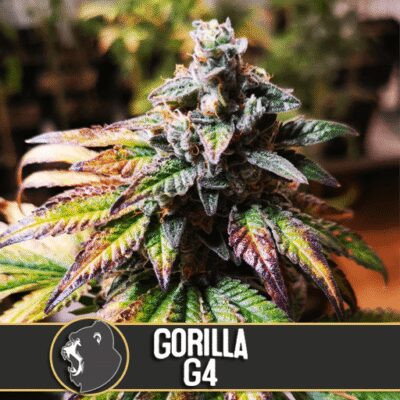 Gorilla Glue 4 - Alchimia