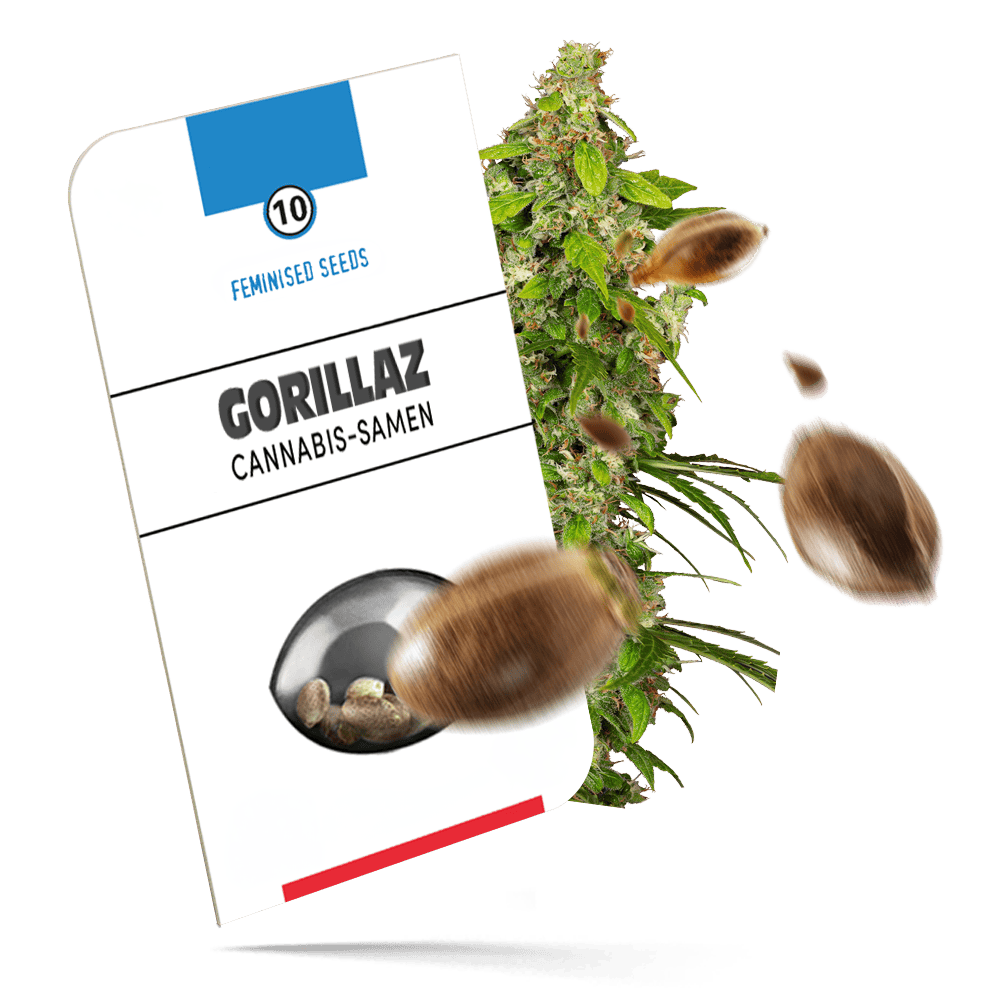 Gorillaz Samen - Autoflower - Sensi Seeds