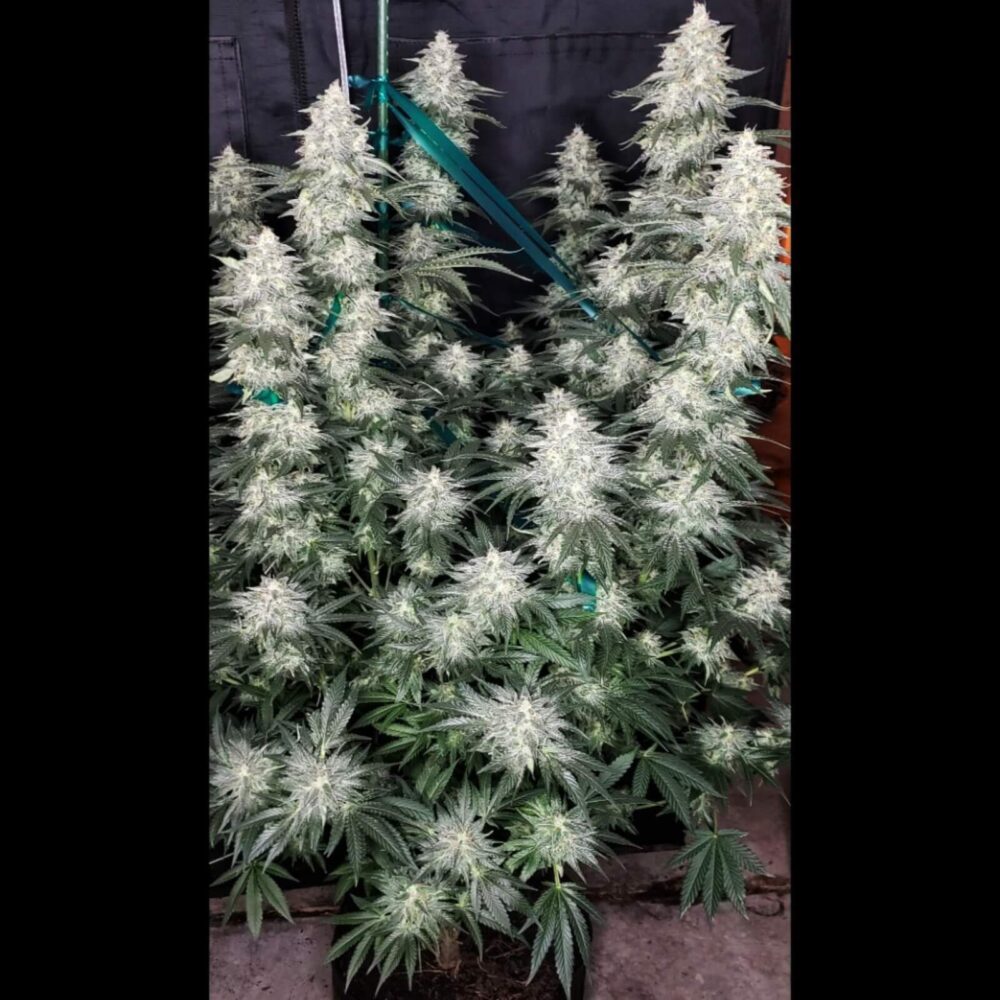 Grandpa's Stash - Alchimia