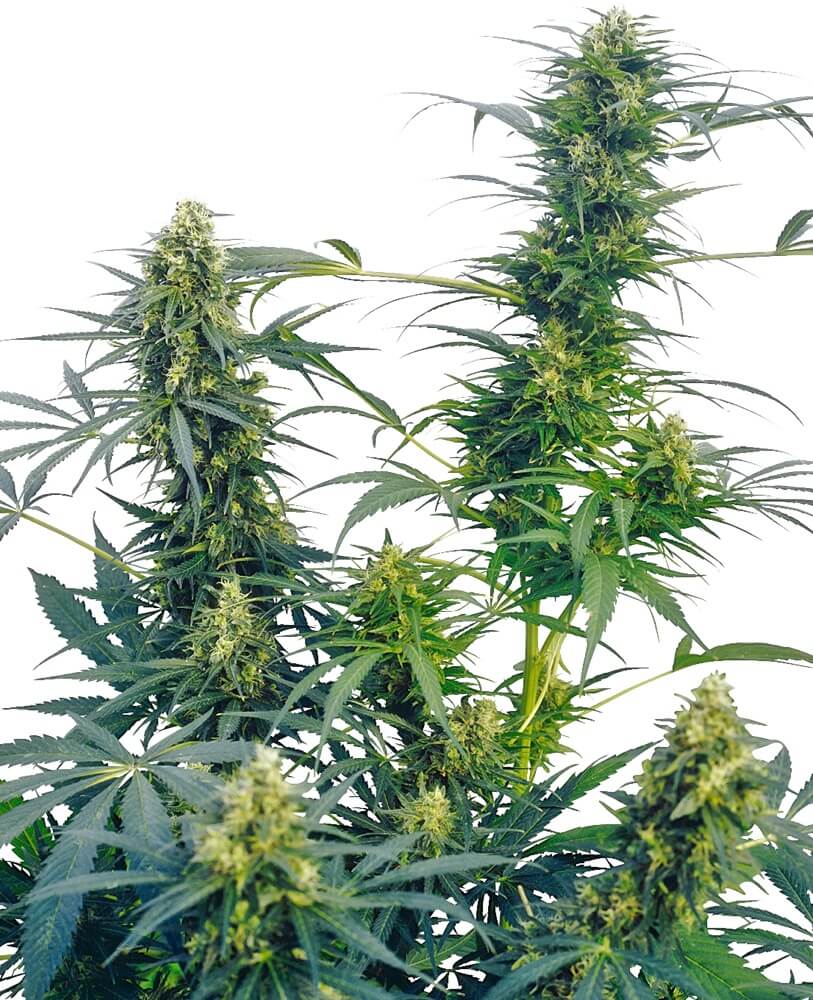 Guerrillas Gusto - Regular - Alchimia