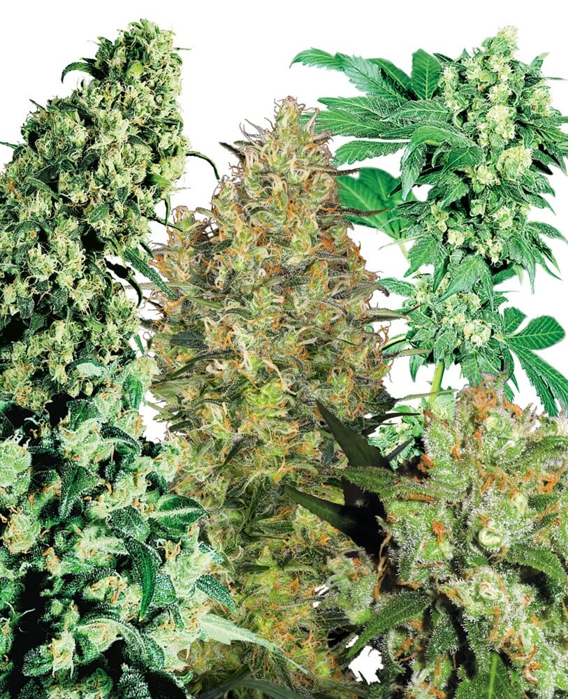 Indoor Mix - Sensi MIX 2 - Alchimia