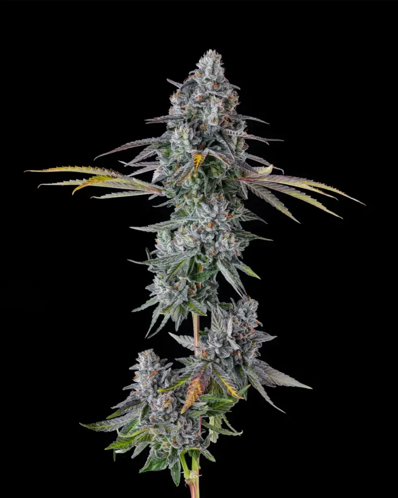 Inside Joke - Alchimia