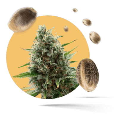 Royal Jack Samen - Autoflower - Royal Queen Seeds