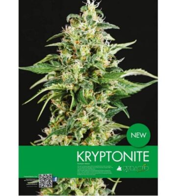 Kryptonite - Alchimia