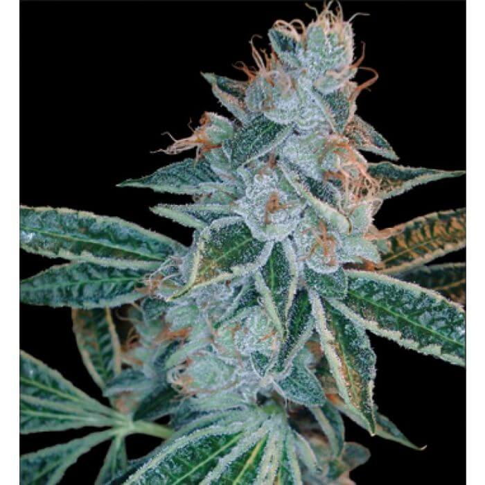 Lemon Og Kush - Alchimia