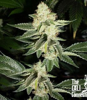 Louis XIII OG - Alchimia