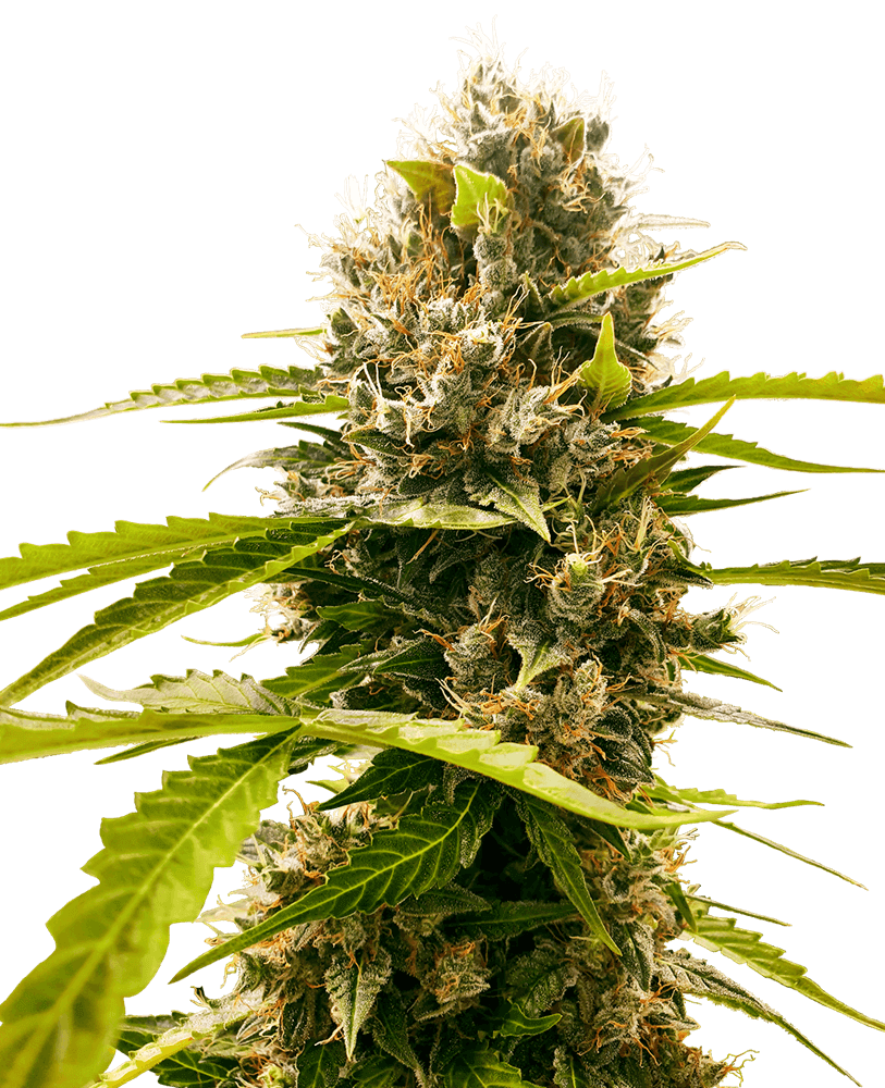 Mandarin Punch - Alchimia