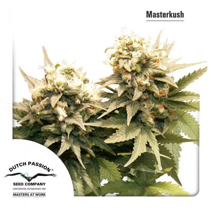 Masterkush - Alchimia