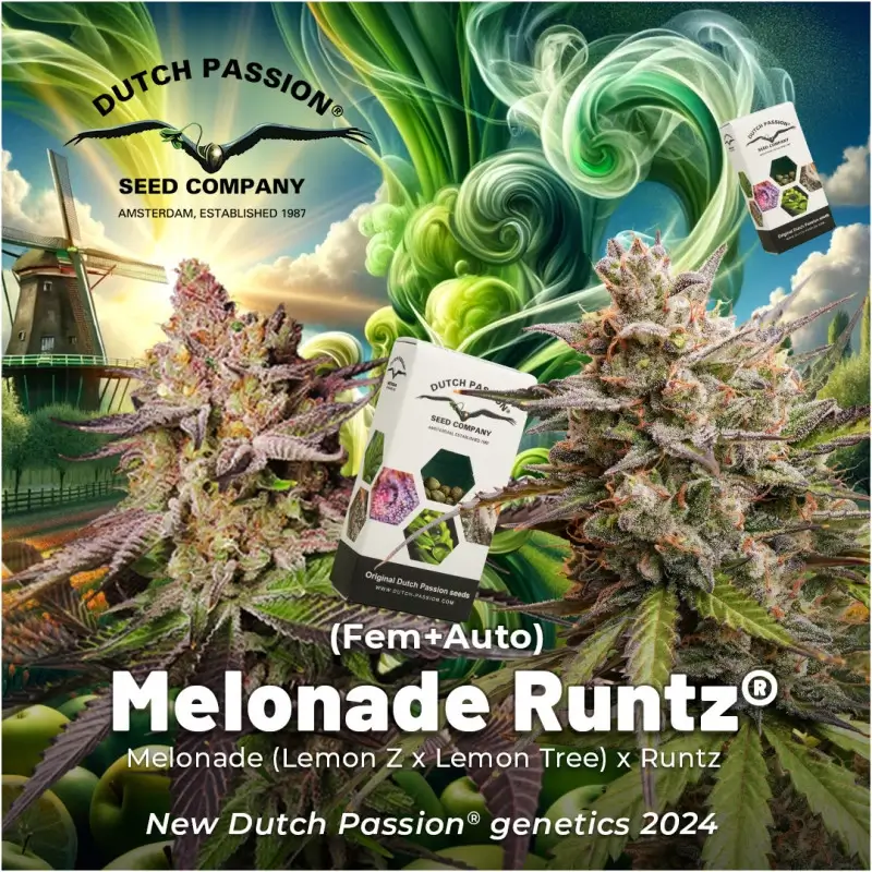 Melonade Runtz - Alchimia