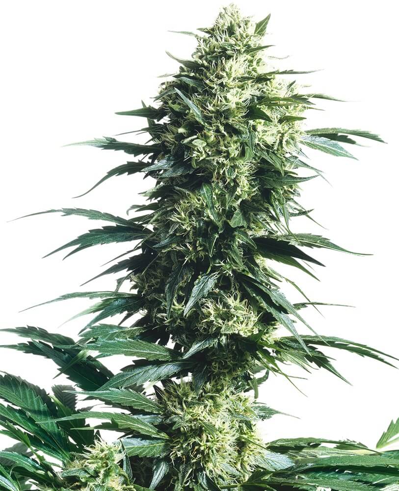 Mothers Finest - Alchimia