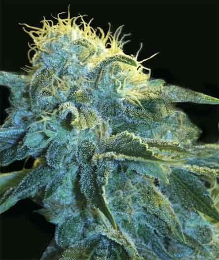 New York City - Alchimia