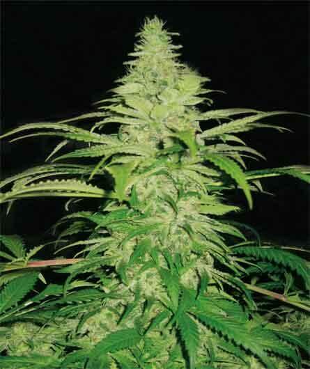 Northern Lights - Alchimia