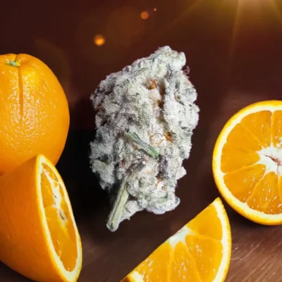 Orange Bud 2.0 - Alchimia
