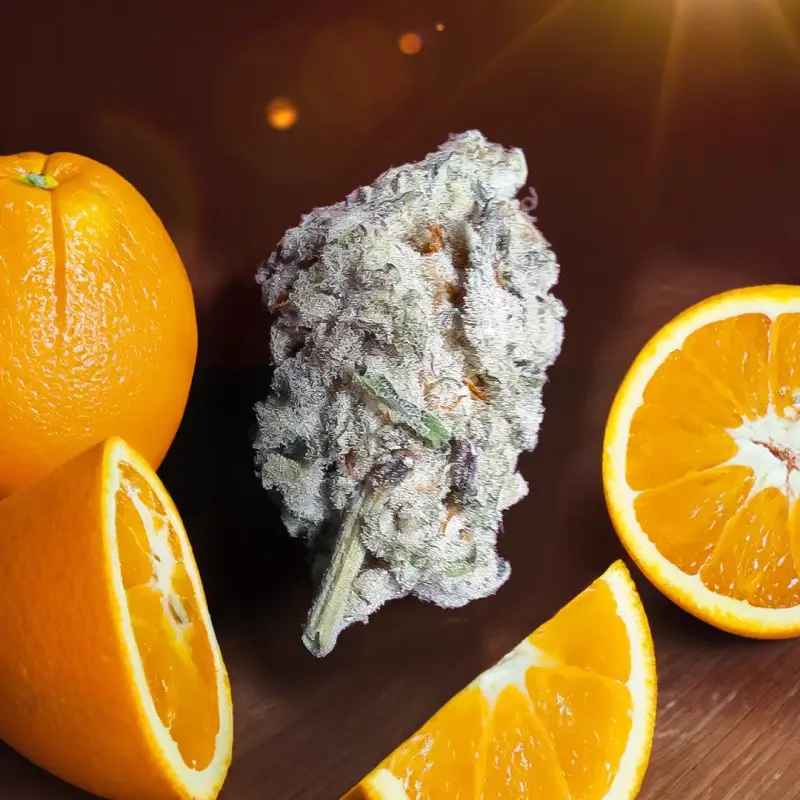 Orange Bud 2.0 - Alchimia