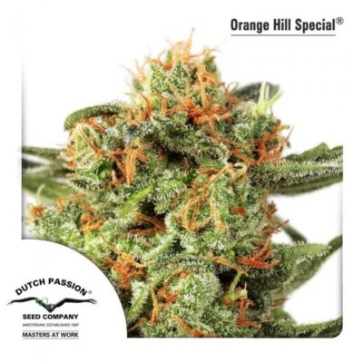 Orange Hill Special - Regular - Alchimia