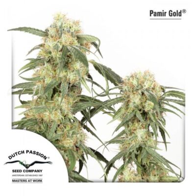 Pamir Gold - Alchimia