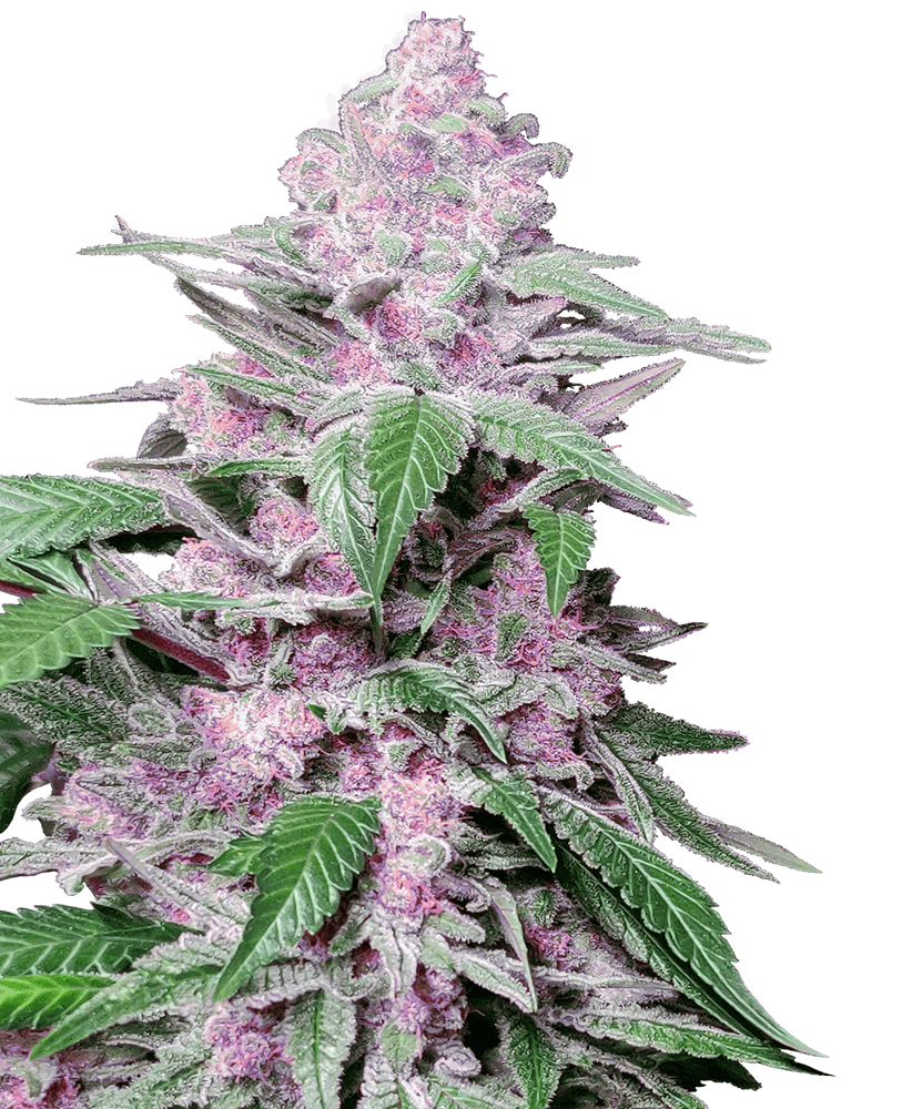 Purple Cookie Kush - Alchimia